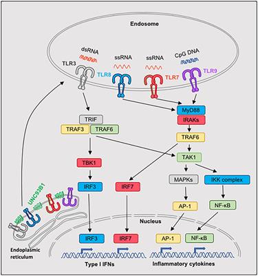 Frontiers Nucleic Acid Sensing Toll Like Receptors Important Players In Sj Grens Syndrome